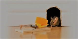 مكافحة الفئران بالدمام