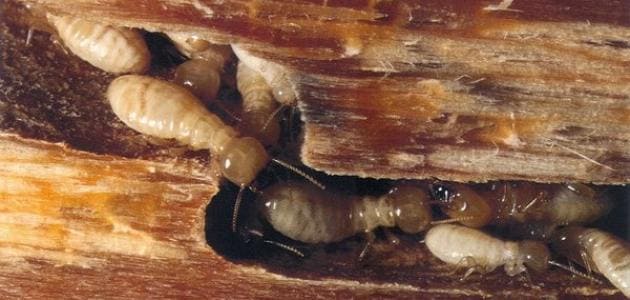 مكافحة النمل الابيض في المنزل .. طرق سهلة للقضاء النمل