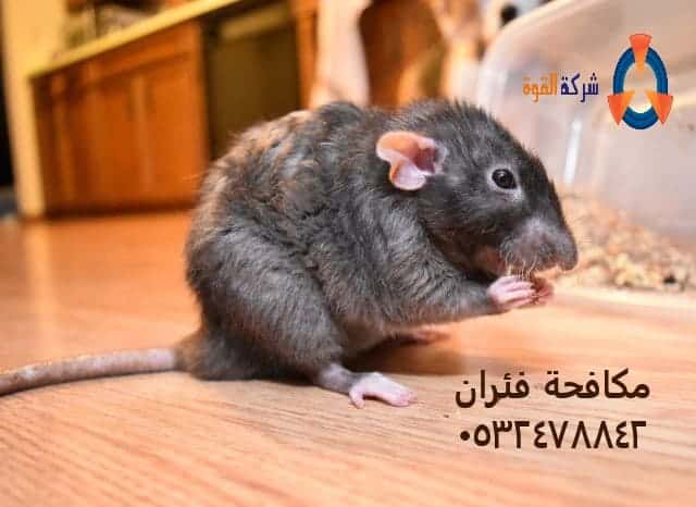 كيفية القضاء على الفئران في المجاري وفي المنزل