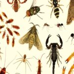 أنواع الحشرات بالصور والأسماء وكيفية التخلص منها