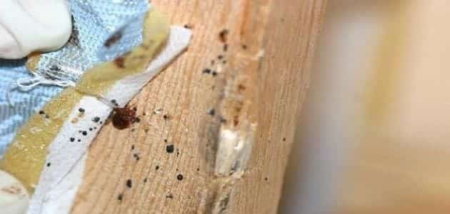 سوس النباح الحفار - حشرات الخشب المنزلية